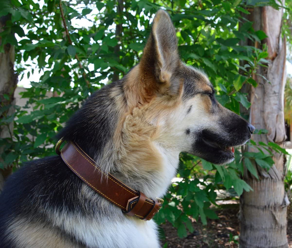 Genuine Leather Padded Dog Collar, Large Brown, 24" Length x 1.5" Width, Fits Neck Sizes 18" to 21