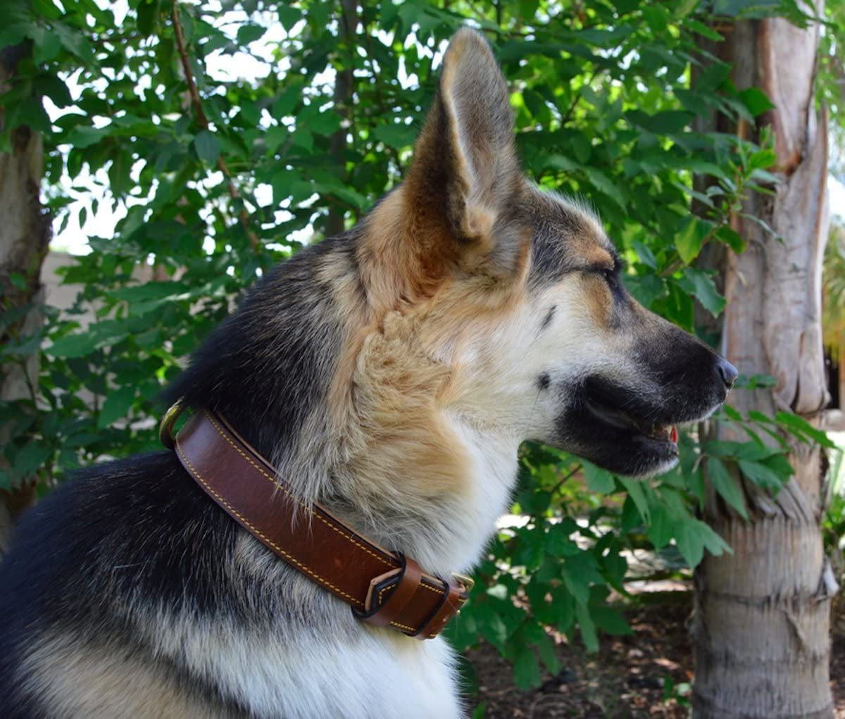 Genuine Leather Padded Dog Collar, Large Brown, 24" Length x 1.5" Width, Fits Neck Sizes 18" to 21