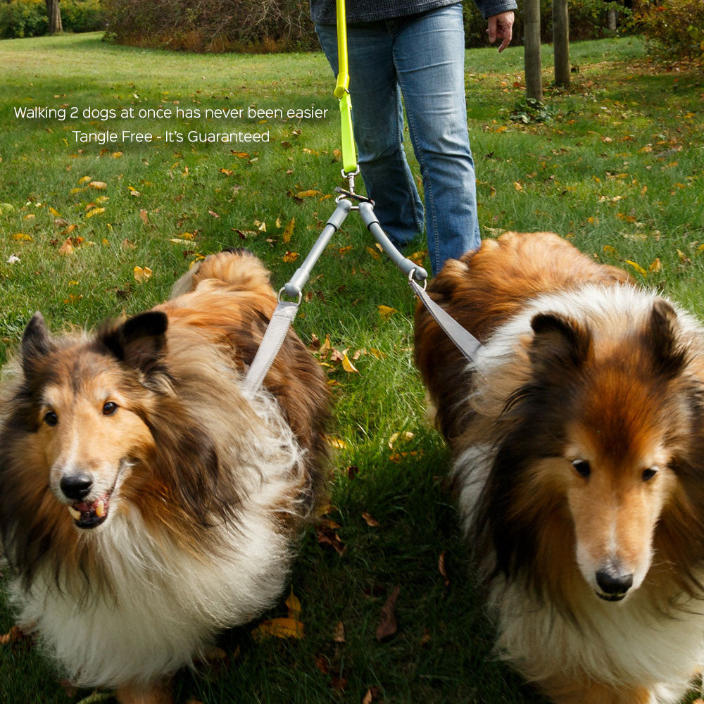 2 Dogs on 1 Leash